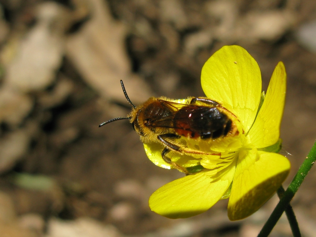 maschio di Andrena sp.